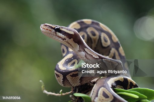 istock Ball python snake close up on branch 1414593056