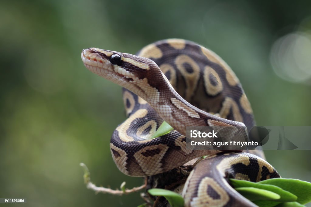 Ball Python Snake Close Up On Branch Stock Photo - Download Image Now ...