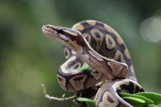 kula pytona węża z bliska na gałęzi - snake animal young animal crawling zdjęcia i obrazy z banku zdjęć