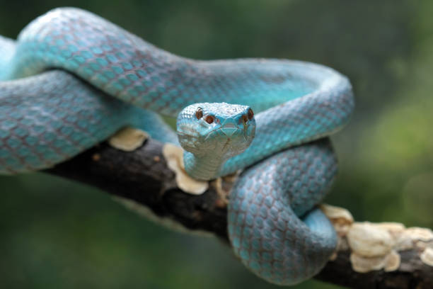 istock Blue viper snake closeup on branch 1414593081