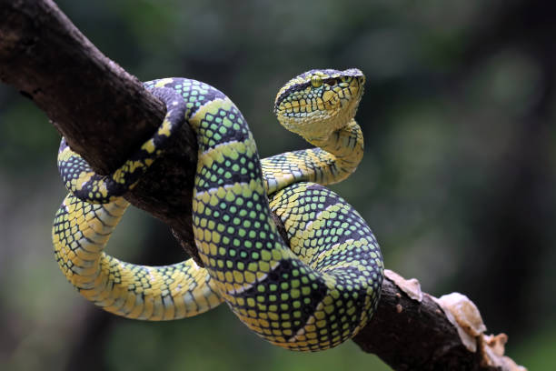 istock wagleri pit viper snakes on branch 1414593107