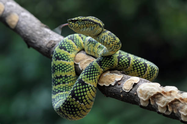 istock wagleri pit viper snakes on branch 1414593109