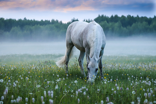 A white horse grazes in a meadow against the background of fog. Summer landscape