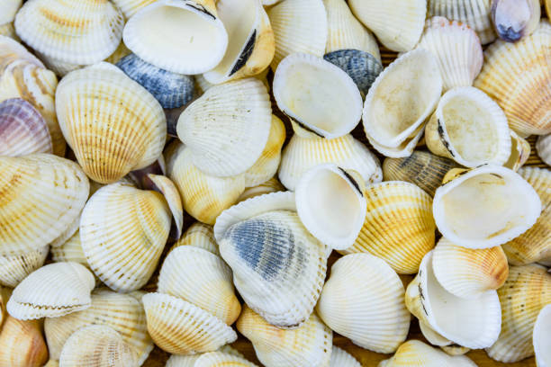 istock Background of the many sea shells. Natural pattern 1414594681