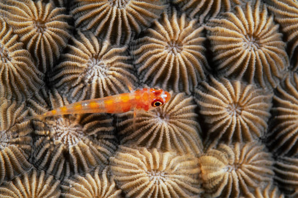 Red-spotted dwarfgoby, trimma rubromaculatus, Palau, Micronesia. Scanned dia positive image