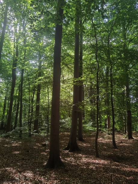 istock Photos of the forest in summer 1414596948