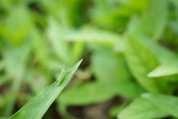 istock A small insect that forages on green grass in the evening. 1414598019