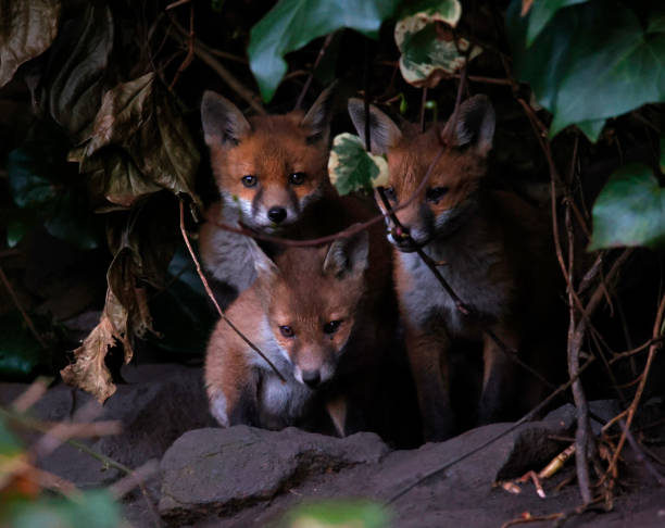 istock Urban fox cubs emerging from their den to explore the garden 1414598612