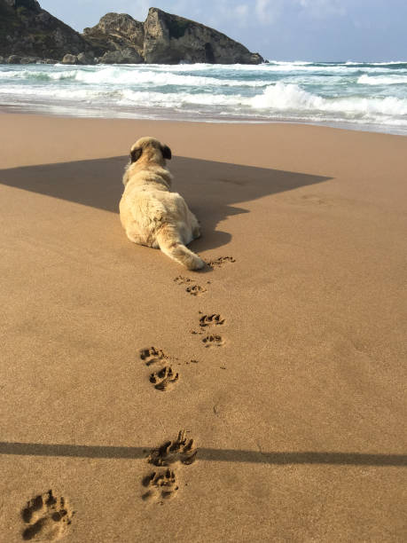 Paw print, pet owner footprint, and hand-drawn heart imprinted on the smooth sand of a beach during summer season, evoking feelings of love, companionship, and vacation memories. friendship