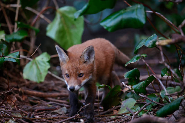 istock Urban fox cubs emerging from their den to explore the garden 1414598931