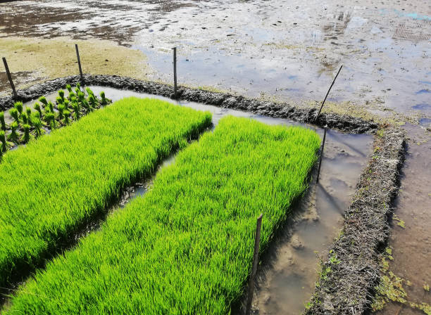istock Rice paddy field during a good weather 1414599184