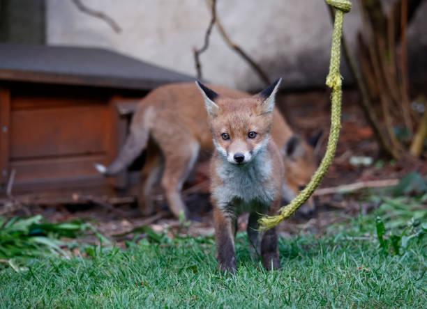 istock Urban fox cubs emerging from their den to explore the garden 1414599268