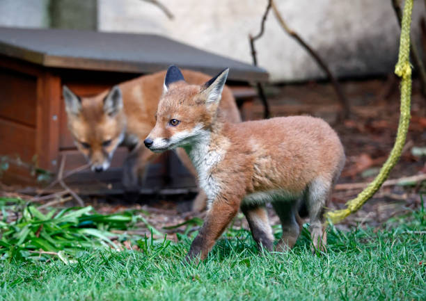 istock Urban fox cubs emerging from their den to explore the garden 1414599287