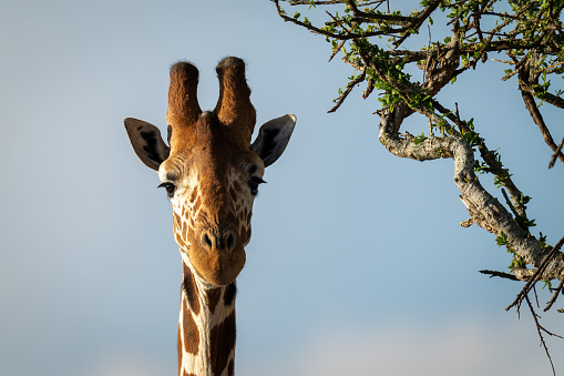 Close-up of reticulated giraffe head by tree