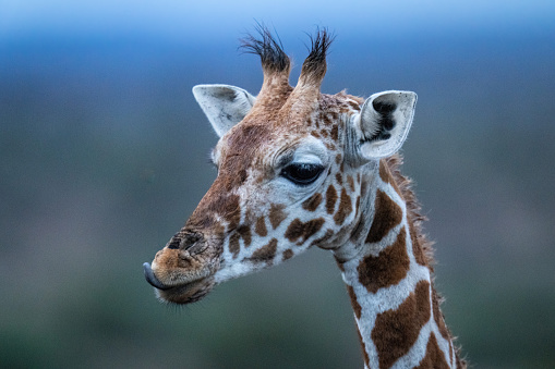 Close-up of reticulated giraffe licking its lips