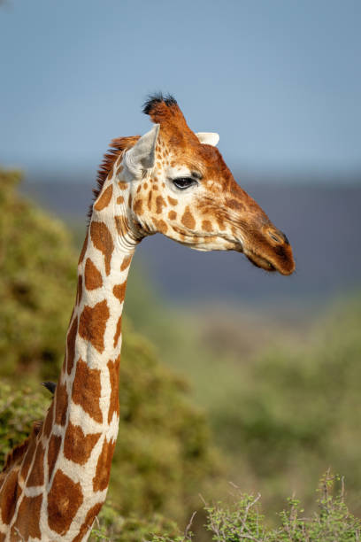 istock Close-up of reticulated giraffe looking toward camera 1414599311