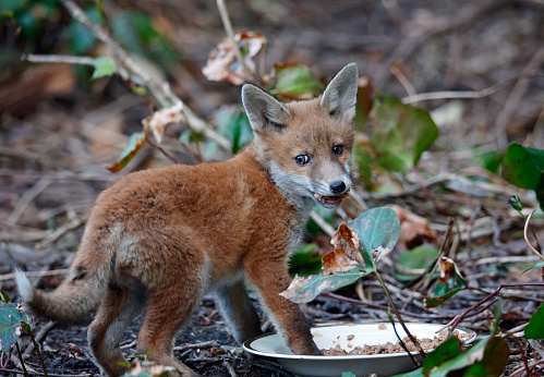 Urban fox cubs emerging from their den to explore the garden