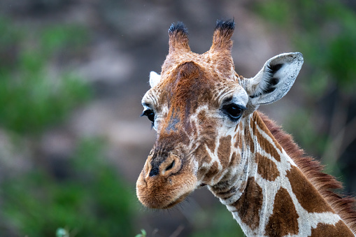 Close-up of reticulated giraffe staring in bushes