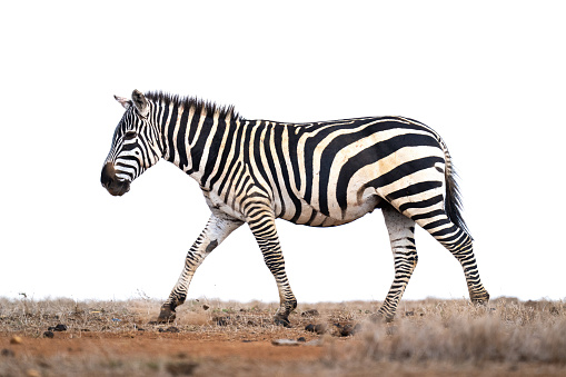 Plains Zebra in Wildlife
