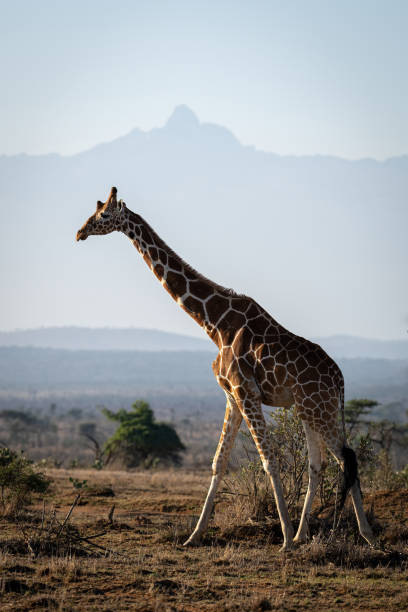 una giraffa reticolata attraversa la savana dal monte kenya - reticulated giraffe foto e immagini stock