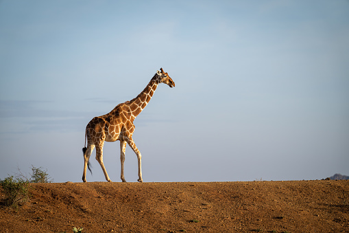 Reticulated giraffe crosses earth bank on horizon