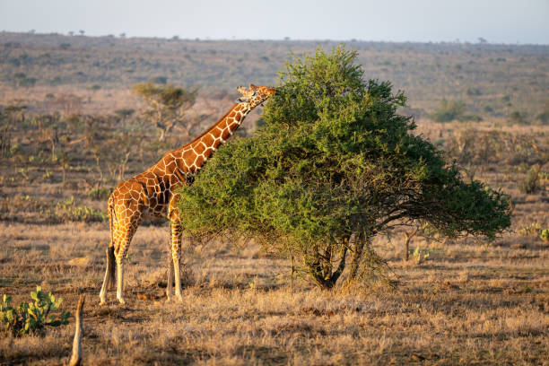 istock Reticulated giraffe stands browsing tree on savannah 1414599897