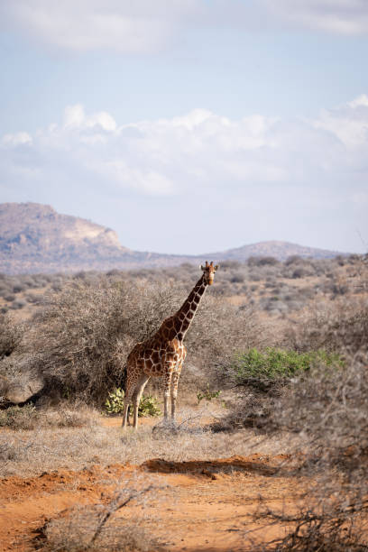istock Reticulated giraffe stands in savannah among bushes 1414599913