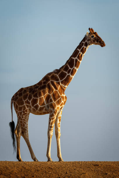 istock Reticulated giraffe stands on dam in profile 1414599928