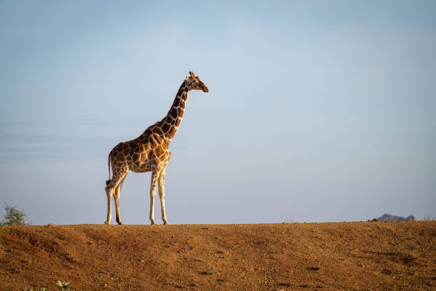 giraffa reticolata si erge sulla diga all'orizzonte - reticulated giraffe foto e immagini stock