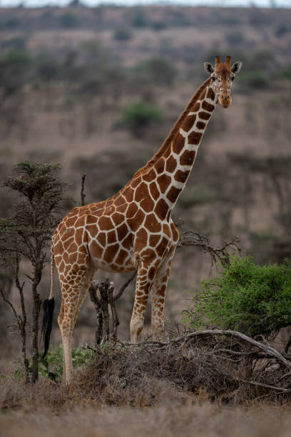 istock Reticulated giraffe stands watching camera among bushes 1414600009