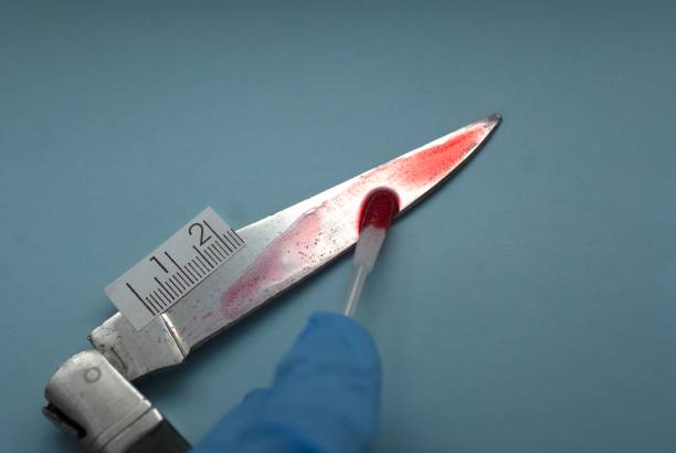 la police scientifique csi avec un coton-tige stérile recueille un échantillon de sang trace d’un couteau pour analyse et étude, le couteau a un témoin métrique en centimètres - csi photos et images de collection