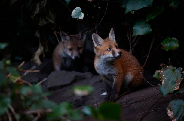 istock Urban fox cubs emerging from their den to explore the garden 1414600032