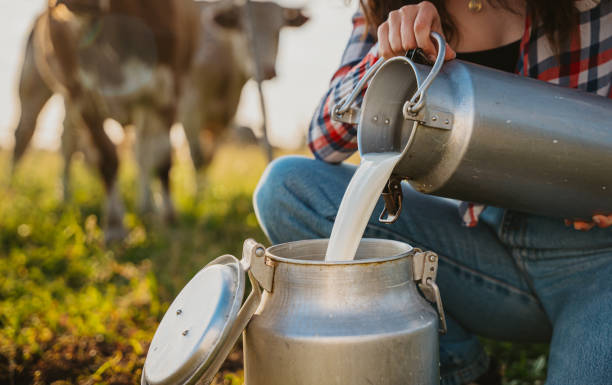 istock Young woman pouring raw milk into container while crouching in field 1414600137