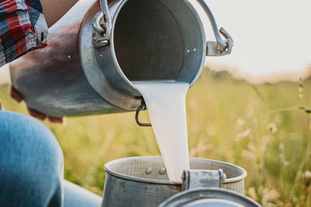 istock Young woman pouring raw milk into container 1414600155