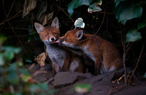 istock Urban fox cubs emerging from their den to explore the garden 1414600175