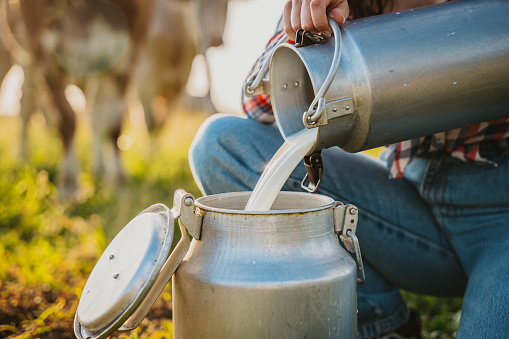 Young female farmer pouring raw milk into container while squatting in rural field