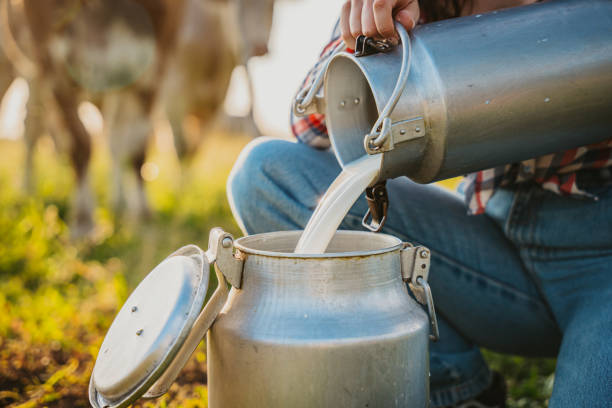 Young woman pouring raw milk into container while crouching in field stock photo