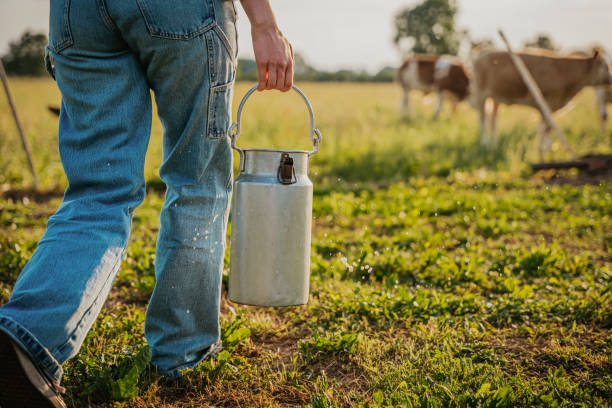 istock Young woman holding milk canister while walking in field 1414600236