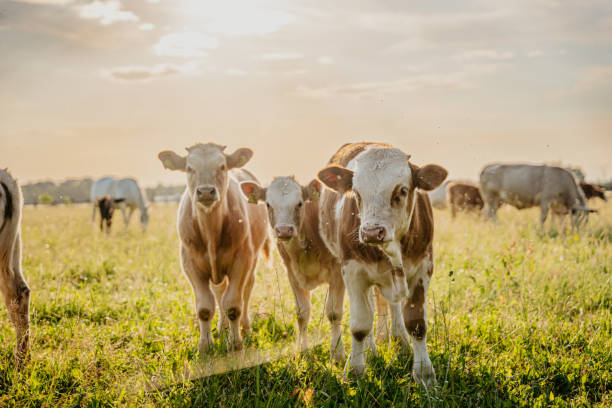 Herd of cattle standing in green meadow on sunny day against sky stock photo