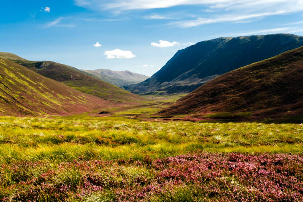 Strath Nethy, Cairngorms, Scotland Looking south along Strath Nethy in the Cairngorms National Park, Scotland. Pink heather and Deer grass, Trichophorum cespitosum, in the foreground. cairngorm mountains stock pictures, royalty-free photos & images