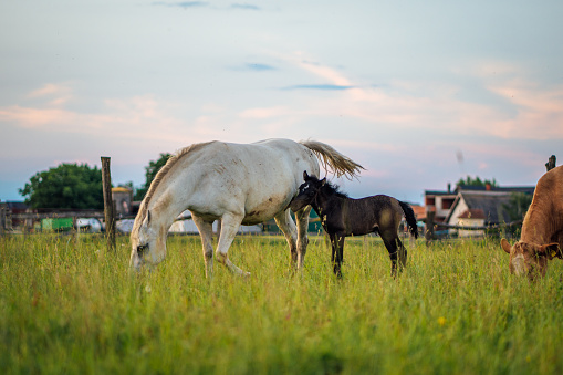 White and brown mare grazing. Several horses graze in the pasture near the trees and fence. Riding school. Dressage Communication with animals. Caring for domestic animals. Ranch. Farm. Racing stallions. Agriculture