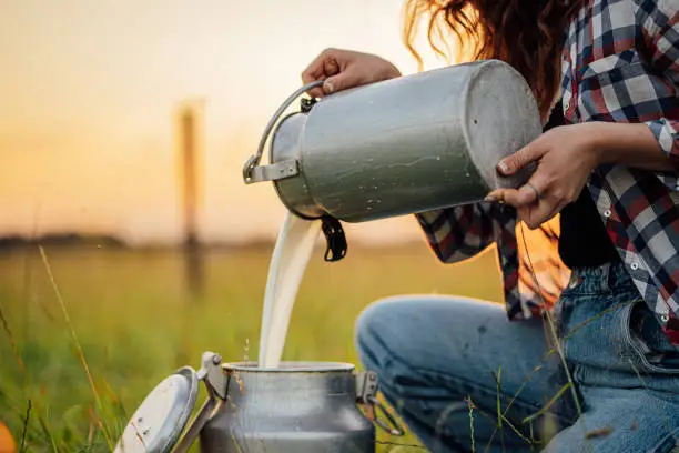 Young female farmer pouring raw milk into container while squatting in rural field