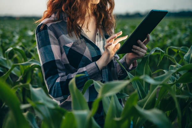 istock Young woman with tablet computer inspecting corn field at dusk 1414601087
