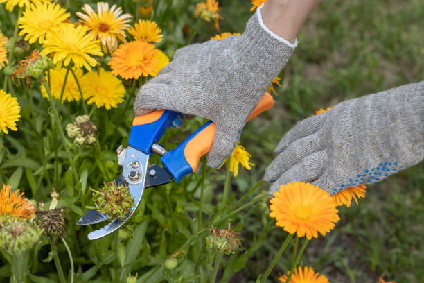 istock the hand holds the scissors with which it cuts the calendula flower 1414601267