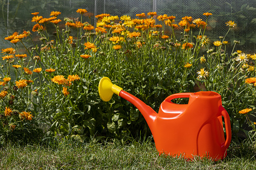 a red plastic watering can stands against the background of a flower garden. High quality photo