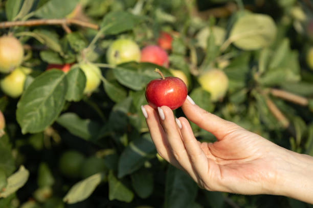 istock female hand holding a red apple in nature 1414601271