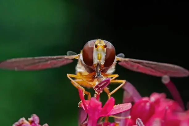 Hoverfly on pink blossom