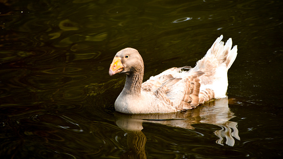American Buff goose is covered in apricot-fawn-colored feathers and the buff-colored feathers on their back and sides have a creamy white color on the ends