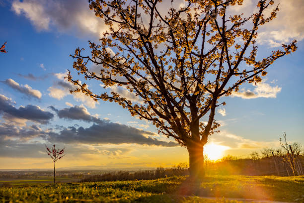 Beautiful blooming tree with agricultural field against sky during sunset