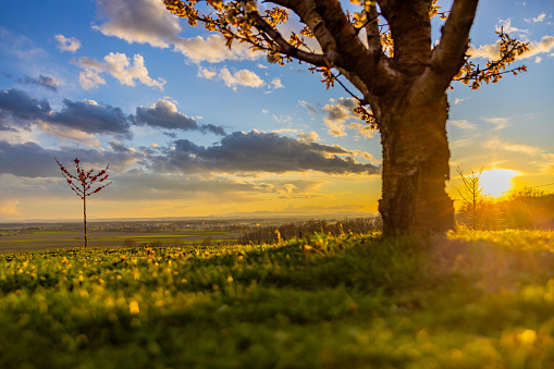Beautiful blooming tree with agricultural field against sky during sunset